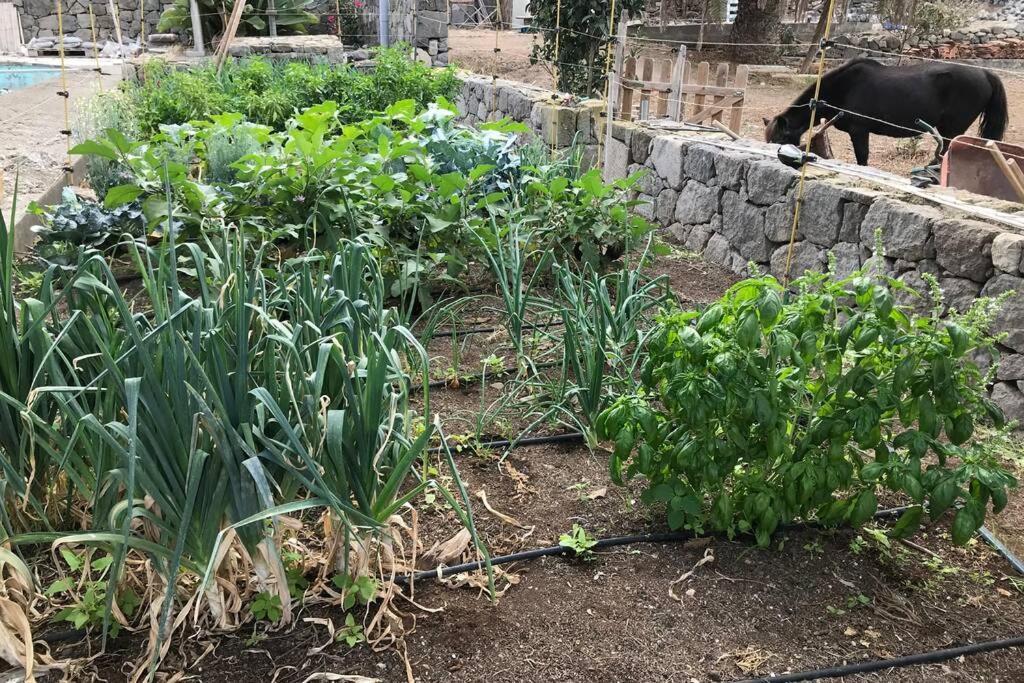 Casita Bioclimatica En El Campo Διαμέρισμα Arucas Εξωτερικό φωτογραφία