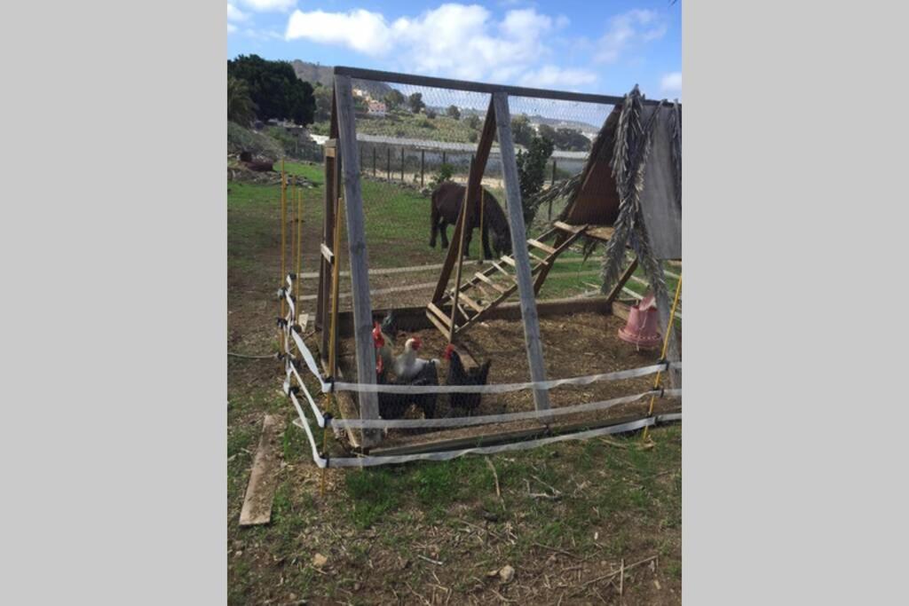 Casita Bioclimatica En El Campo Διαμέρισμα Arucas Εξωτερικό φωτογραφία